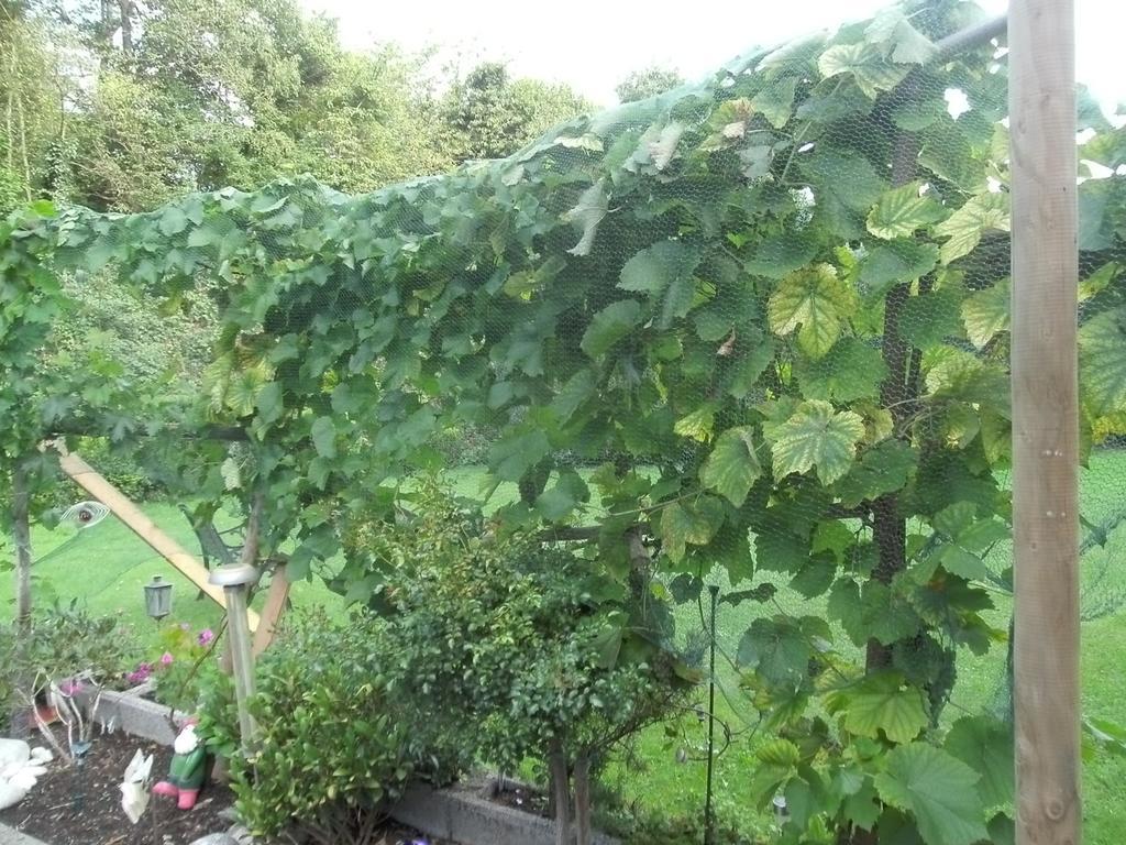 Maring-Noviand Pension Waldfrieden מראה חיצוני תמונה